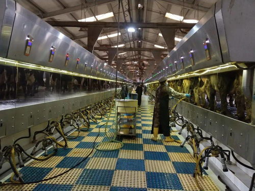 首農食品集團 行業機械裝備與養殖工藝深度融合，特色案例入選全國典型